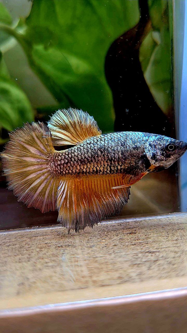 FEMALE HALFMOON ROSETAIL COPPER ARMY YELLOW PATTERN BETTA FISH