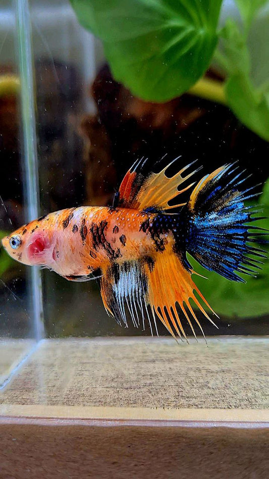 FEMALE CROWNTAIL ORANGE KOI MULTICOLOR BETTA FISH