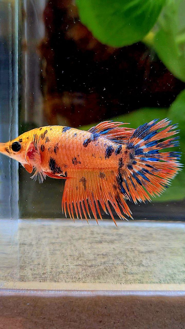 LUXURY FEMALE CROWNTAIL SUPER DOTS YELLOW ORANGE MULTICOLOR BETTA FISH