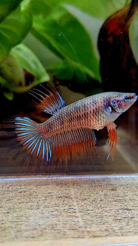 FEMALE KING CROWNTAIL ORANGE PINEAPPLE BETTA FISH