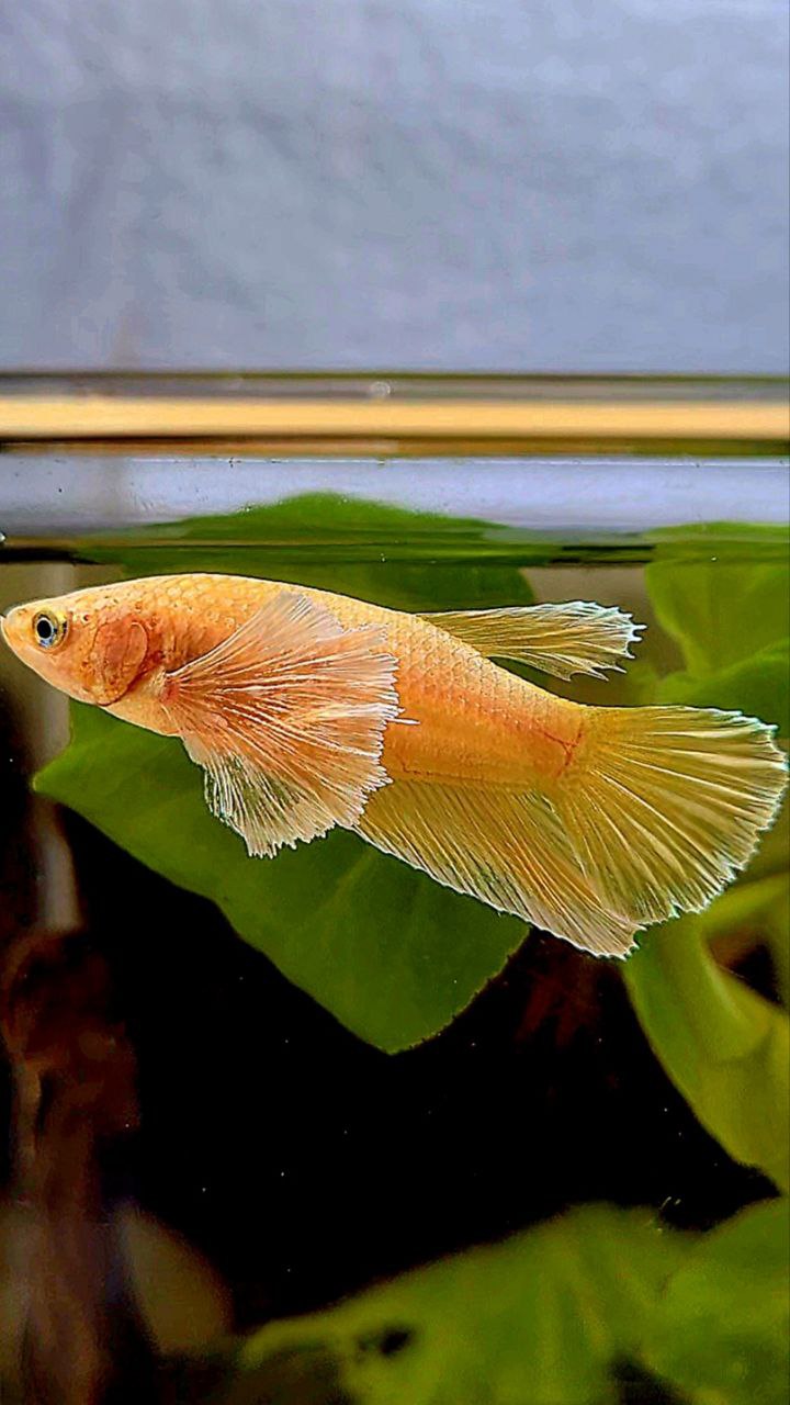 FEMALE HALFMOON DUMBO EAR GOLD BETTA FISH
