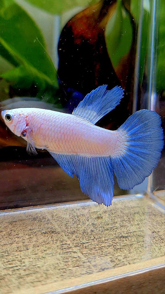 FEMALE HALFMOON BLUE RIM BICOLOR BETTA FISH