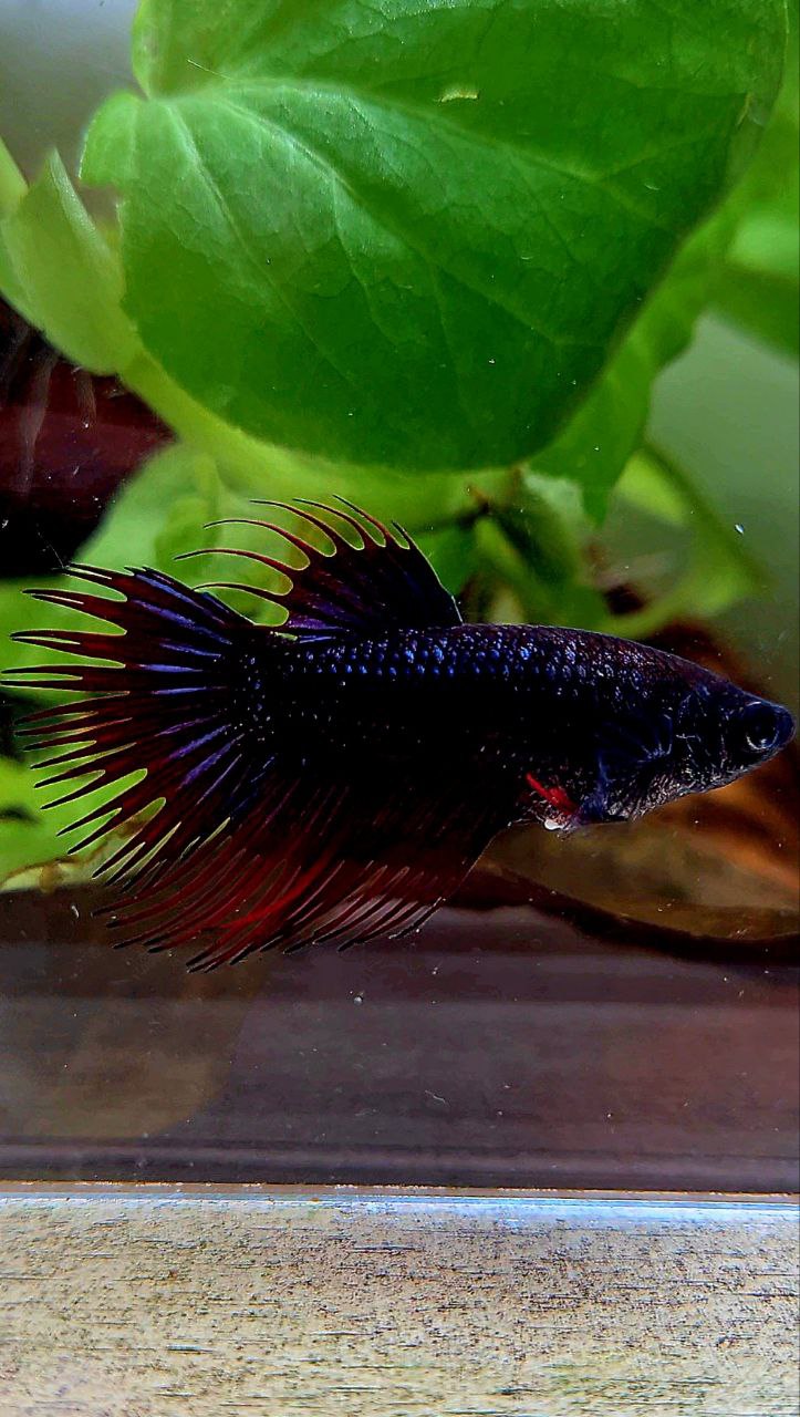 FEMALE KING CROWNTAIL BLACK PURPLE RED VAMPIRE BETTA FISH