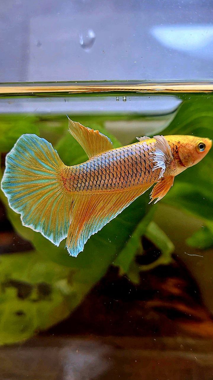 FEMALE HALFMOON DUMBO EAR PINEAPPLE BETTA FISH
