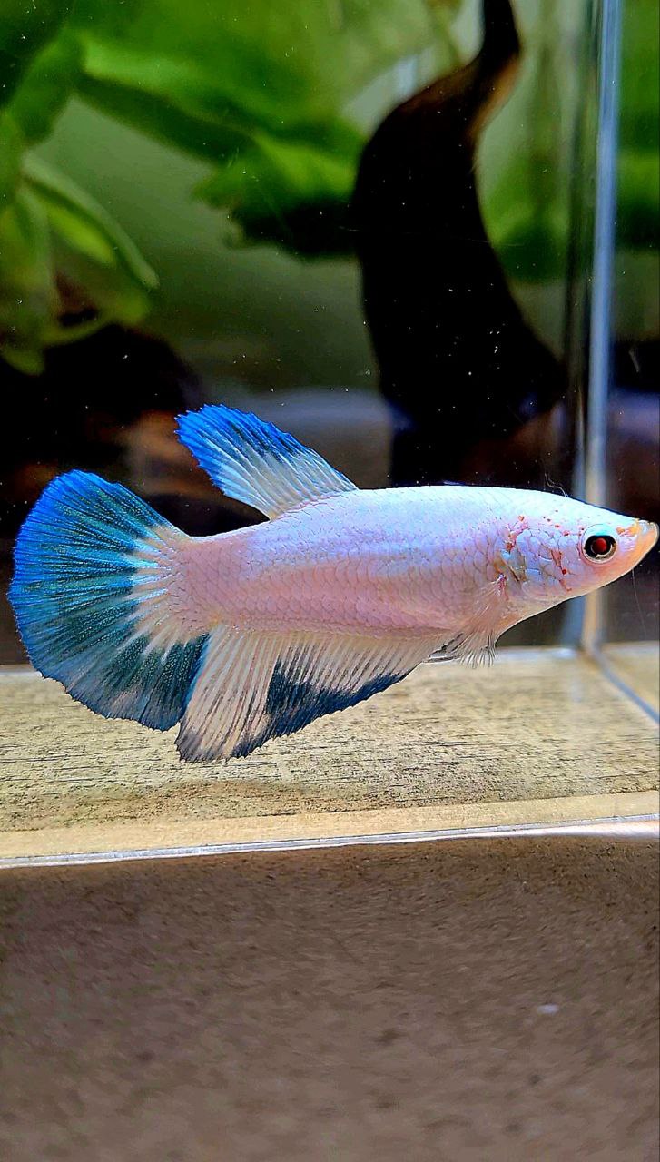 FEMALE HALFMOON BLUE RIM PATTERN BETTA FISH
