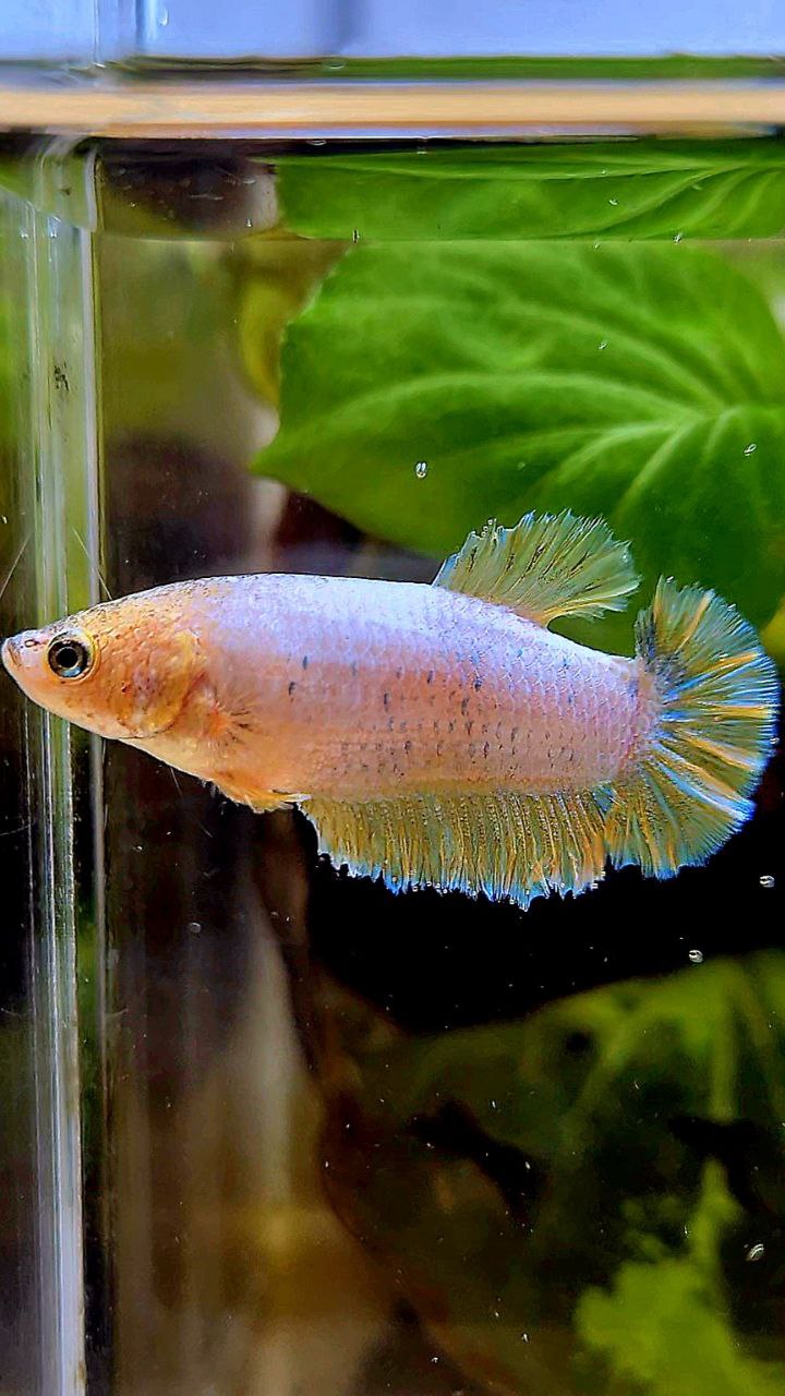 FEMALE KING ROSETAIL HALFMOON YELLOW FANCY BETTA FISH