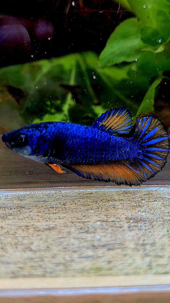 FEMALE HALFMOON BLUE YELLOW MUSTARD GAS BETTA FISH