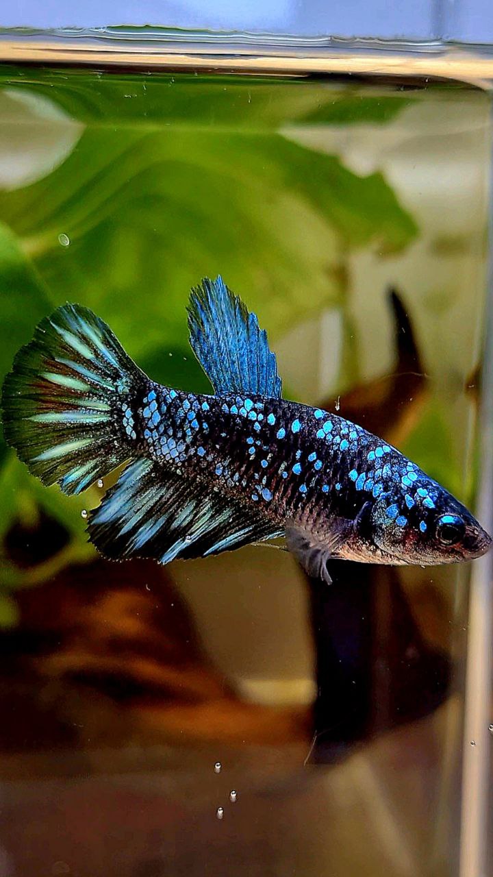 FEMALE HALFMOON BLACK GALAXY AVATAR BLUE BETTA FISH