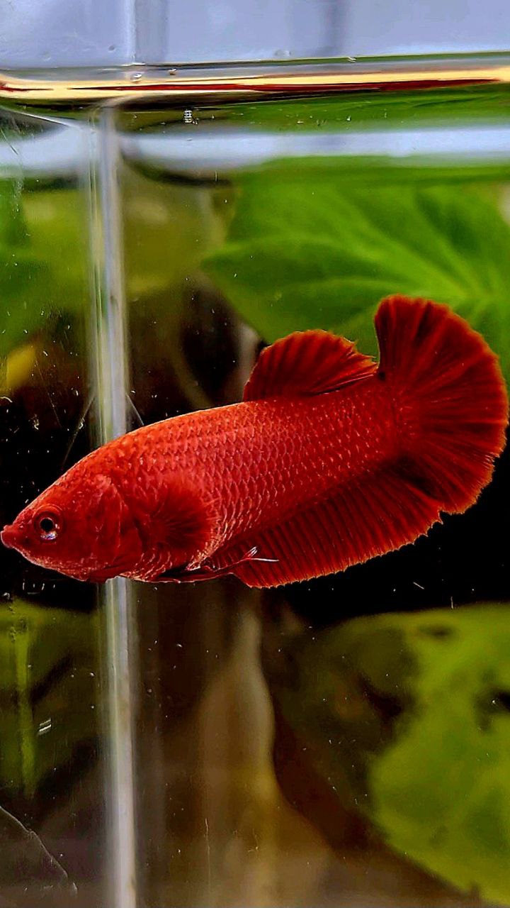FEMALE PLAKAT SUPER RED SOLID BETTA FISH