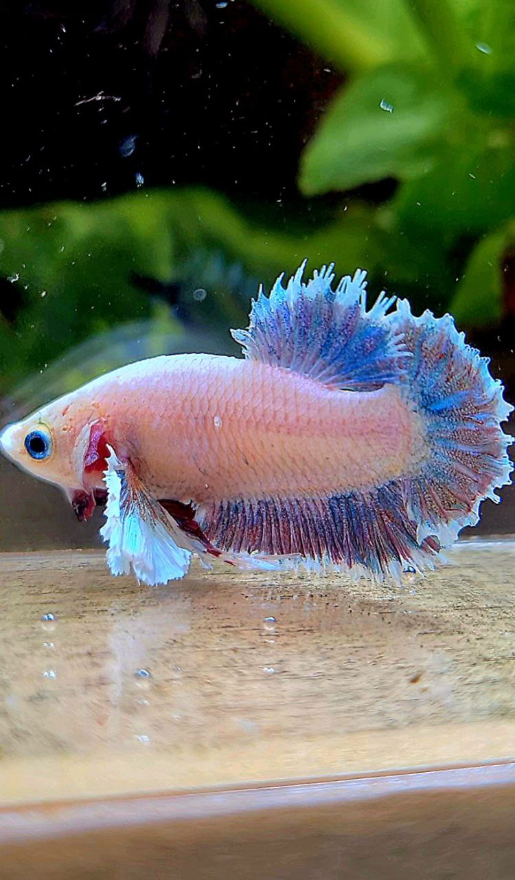 FEMALE HALFMOON FEATHER TAIL DUMBO EAR WHITE BLUE GRIZZLE BETTA FISH