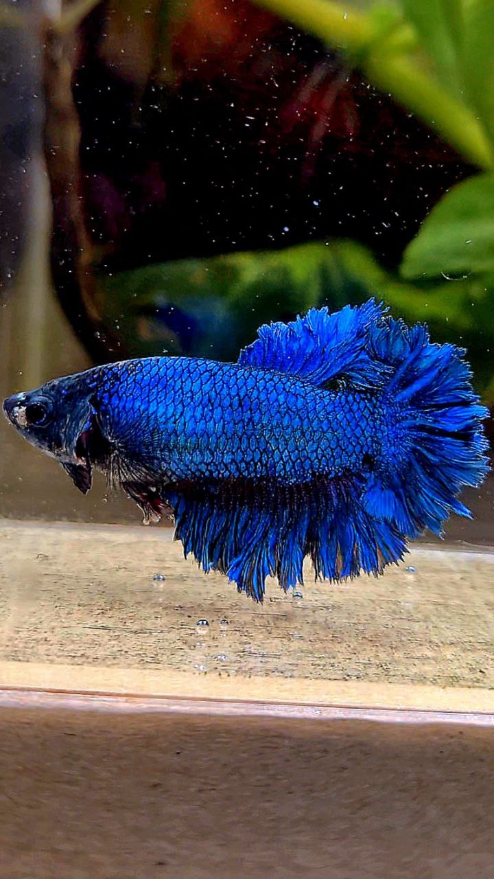 FEMALE KING FEATHER TAIL HALFMOON BLUE GREEN TURQUOISE BETTA FISH