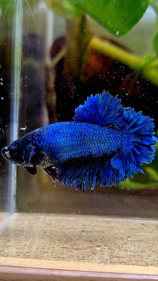 FEMALE KING FEATHER TAIL HALFMOON BLUE GREEN TURQUOISE BETTA FISH