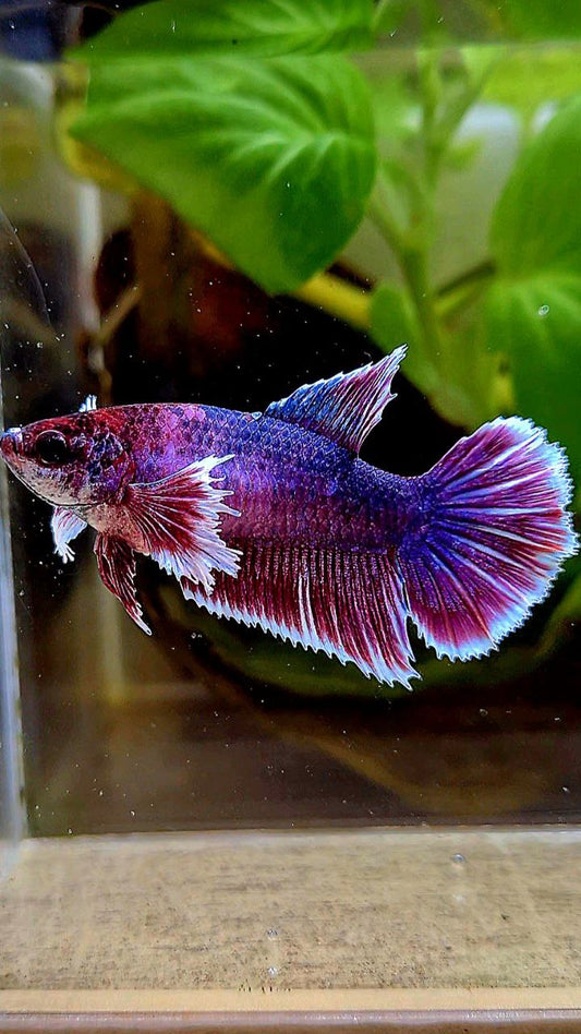 FEMALE HALFMOON DUMBO EAR RED PURPLE FANCY MULTICOLOR BETTA FISH