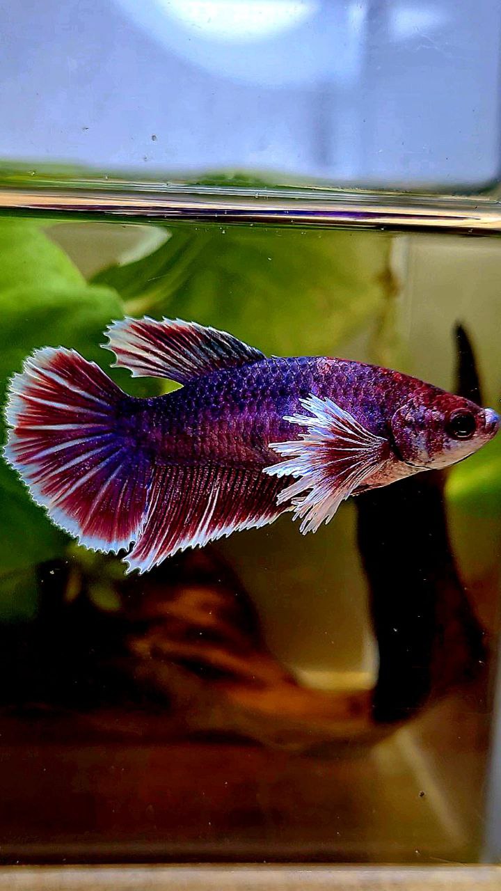 FEMALE HALFMOON DUMBO EAR RED PURPLE FANCY MULTICOLOR BETTA FISH