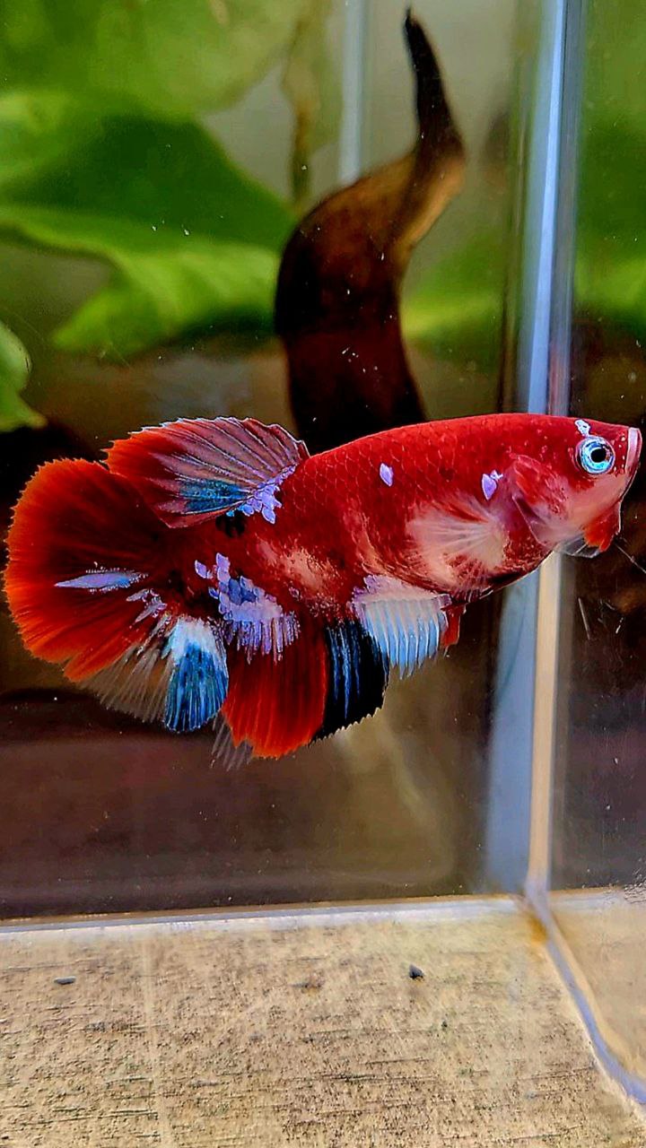 FEMALE HALFMOON BARONGSAI RED WHITE GALAXY MULTICOLOR BETTA FISH
