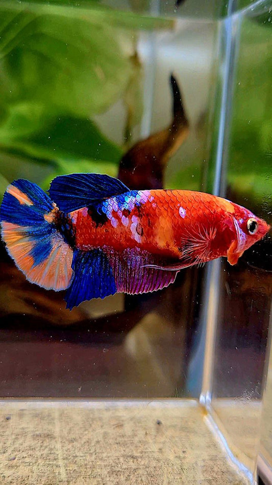 FEMALE PLAKAT GALAXY MULTICOLOR BETTA FISH