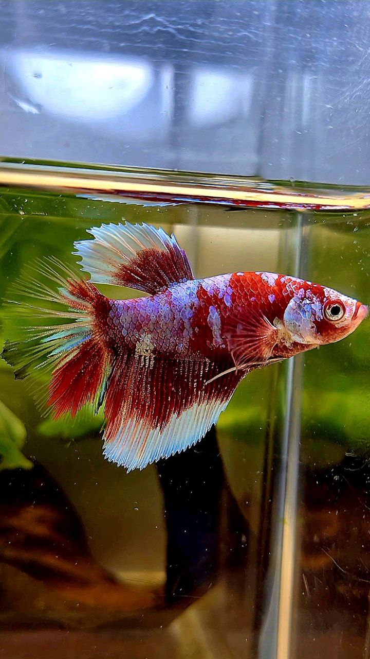FEMALE HALFMOON BARONGSAI RED WHITE GALAXY MULTICOLOR BETTA FISH