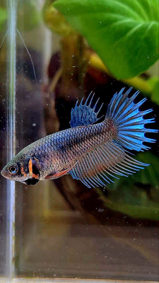 FEMALE KING CROWNTAIL BLUE ORANGE BETTA FISH