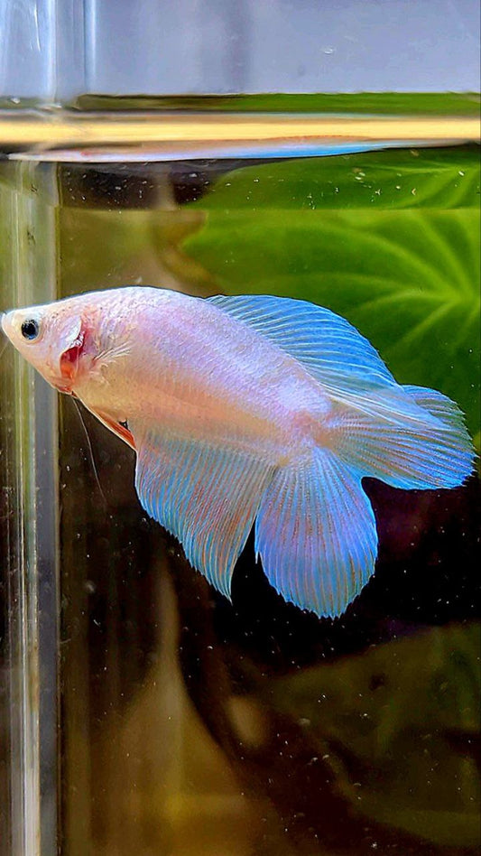 FEMALE VEILTAIL DOUBLE TAIL UNICORN BETTA FISH