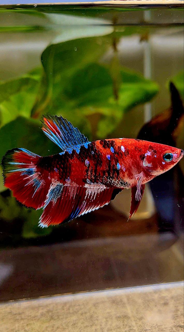 FEMALE HALFMOON BARONGSAI RED WHITE GALAXY MULTICOLOR BETTA FISH
