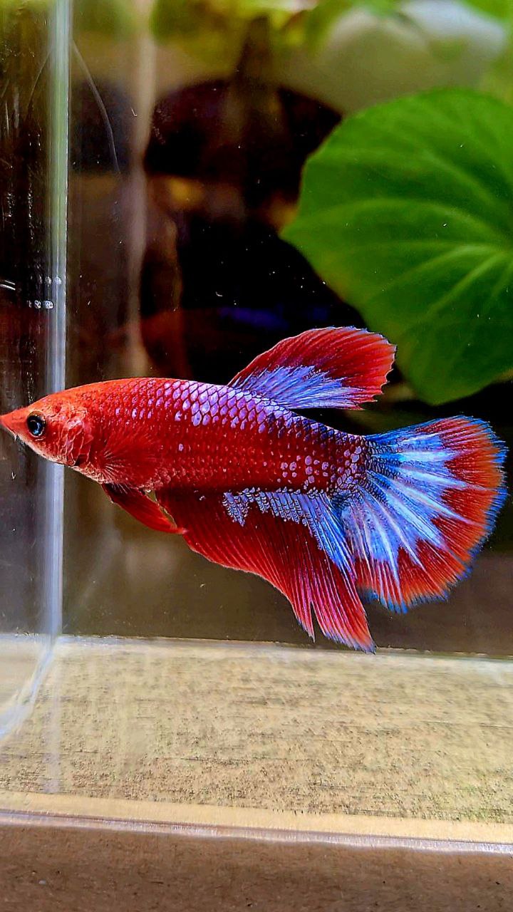 FEMALE HALFMOON RED HELLBOY FANCY BETTA FISH