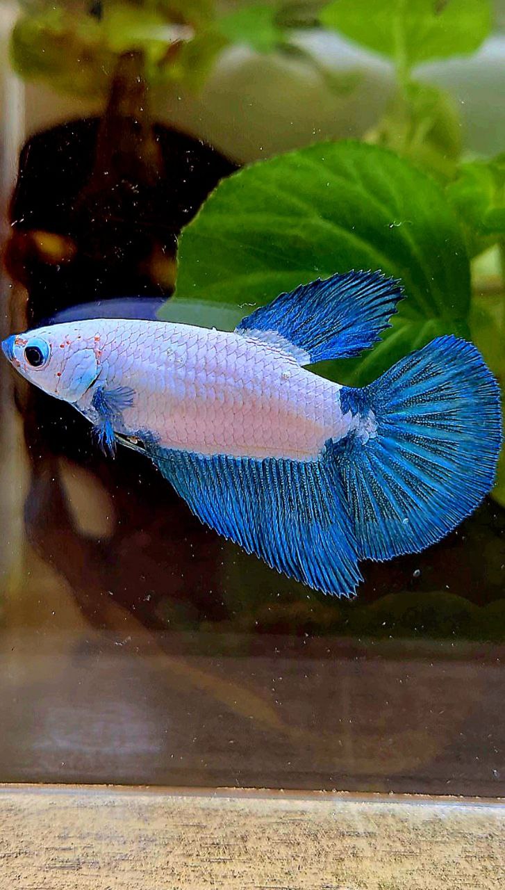 FEMALE HALFMOON BLUE RIM BICOLOR MARBLE BETTA FISH