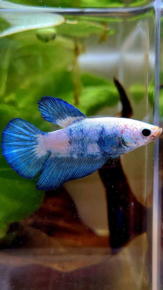 FEMALE HALFMOON BLUE RIM MARBLE PANDA BETTA FISH