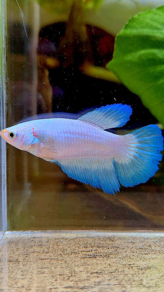 FEMALE HALFMOON BLUE RIM BICOLOR BETTA FISH