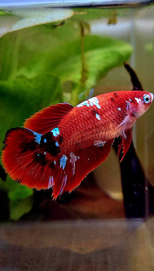 FEMALE HALFMOON RED GALAXY MULTICOLOR BETTA FISH