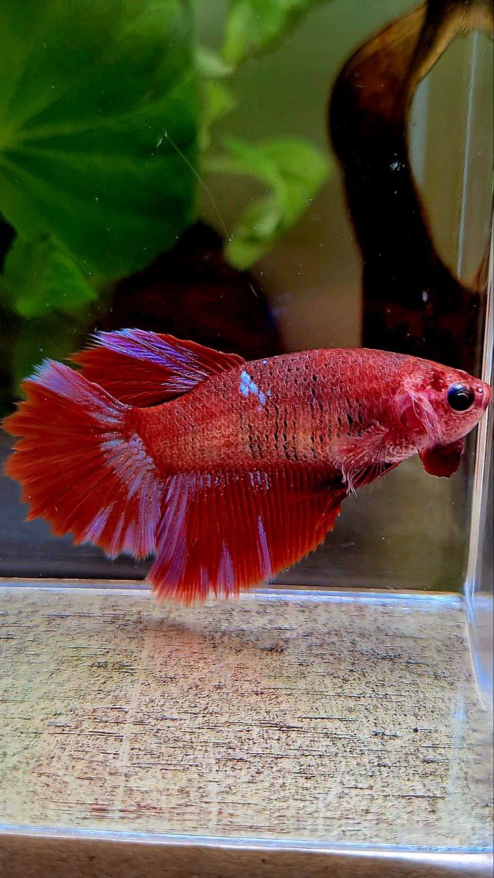 FEMALE HALFMOON ROSETAIL RED PURPLE GALAXY MULTICOLOR BETTA FISH