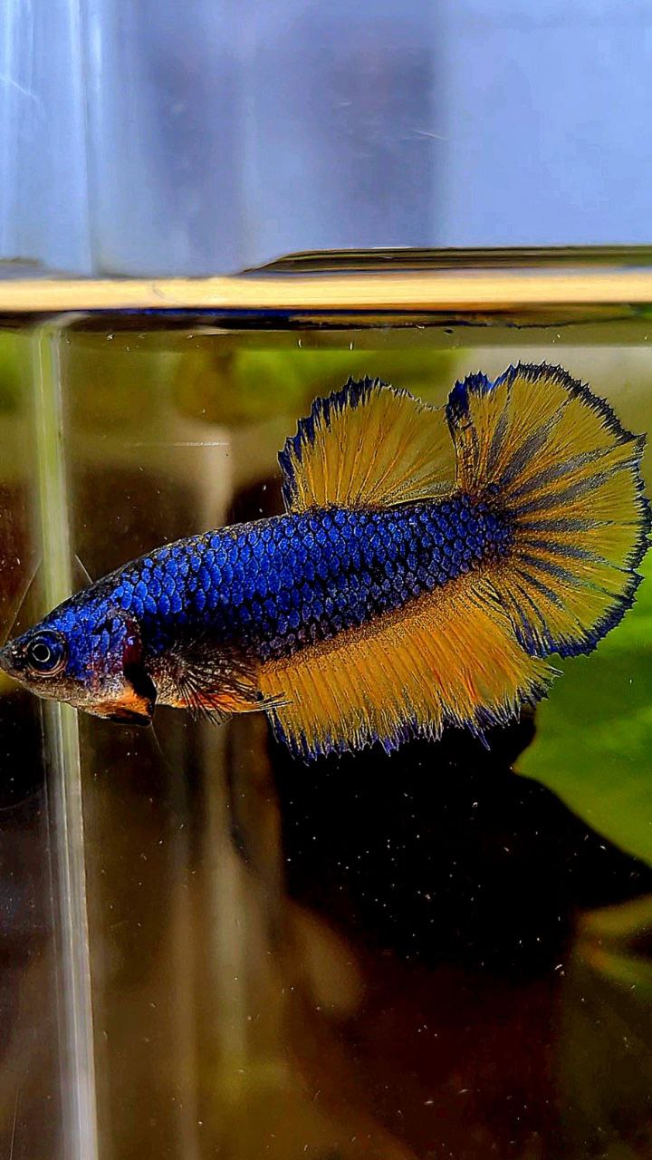 FEMALE HALFMOON BLUE YELLOW MUSTARD GAS BETTA FISH