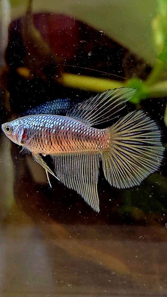 FEMALE HALFMOON BLACK SAMURAI COPPER BETTA FISH