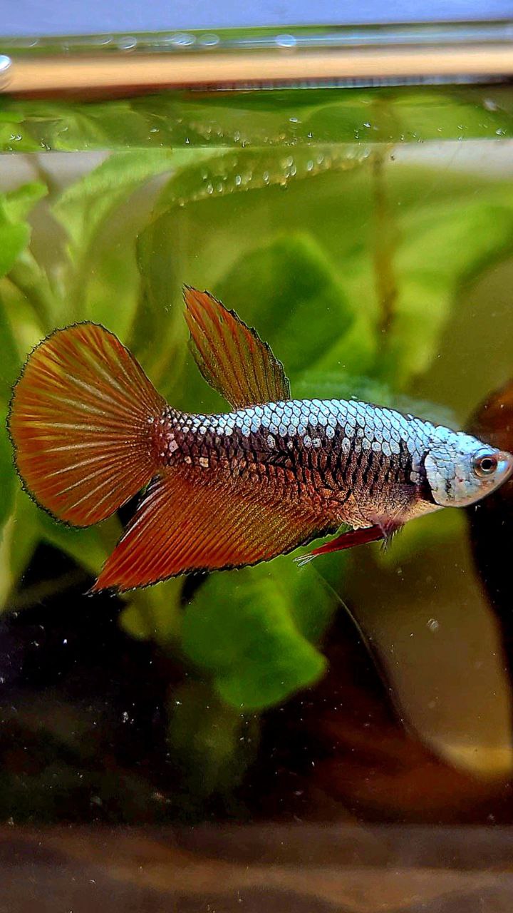 FEMALE HALFMOON RED SAMURAI BETTA FISH