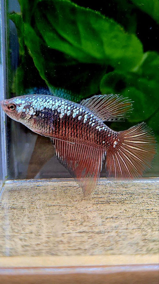 FEMALE HALFMOON BLACK RED SAMURAI BETTA FISH