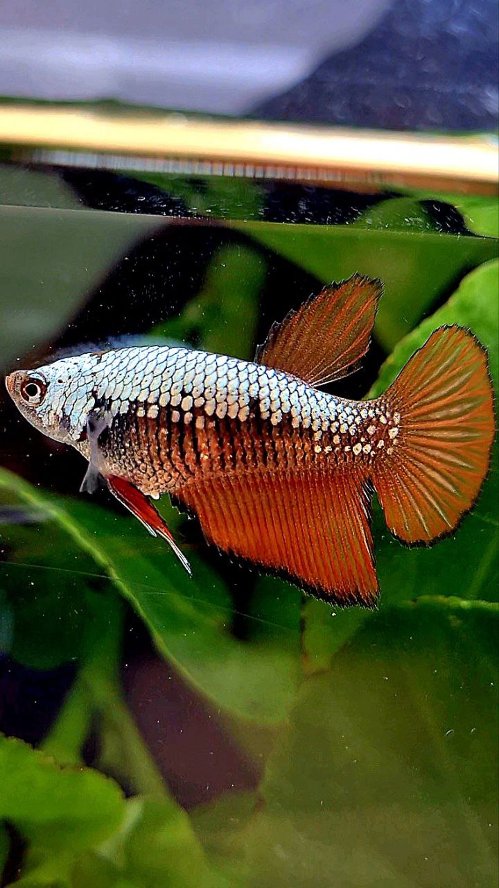 FEMALE HALFMOON RED SAMURAI BETTA FISH