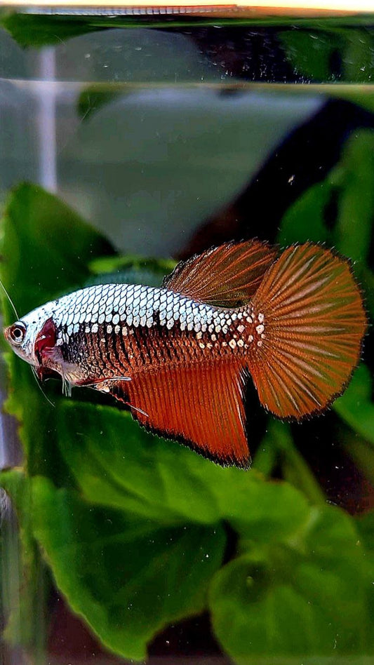 FEMALE HALFMOON RED SAMURAI BETTA FISH