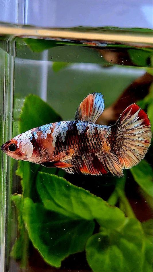 FEMALE PLAKAT ORANGE COPPER GALAXY MULTICOLOR BETTA FISH