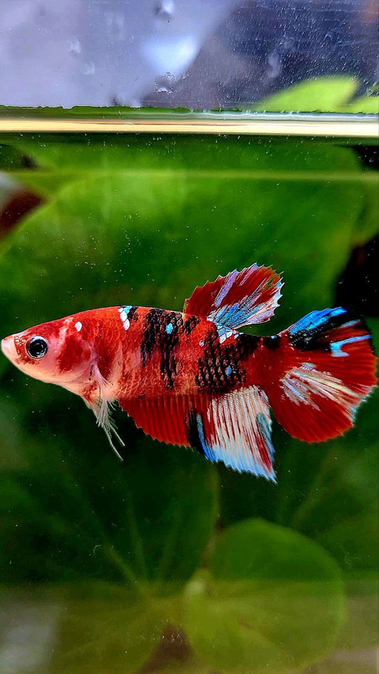FEMALE HALFMOON BARONGSAI RED WHITE GALAXY MULTICOLOR BETTA FISH