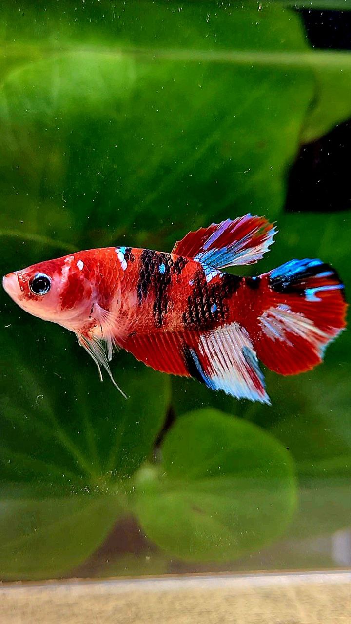 FEMALE HALFMOON BARONGSAI RED WHITE GALAXY MULTICOLOR BETTA FISH