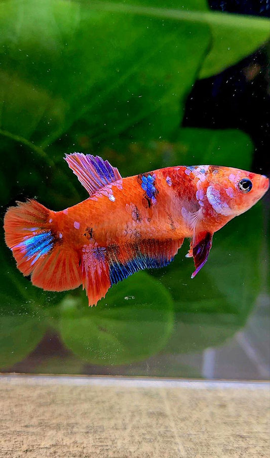 FEMALE PLAKAT ORANGE GALAXY MULTICOLOR BETTA FISH
