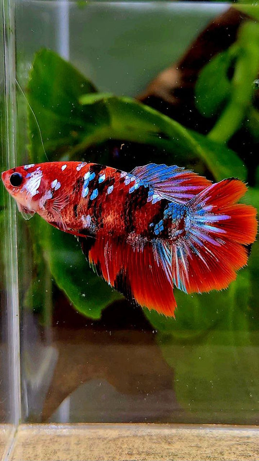 FEMALE HALFMOON RED GALAXY MULTICOLOR BETTA FISH