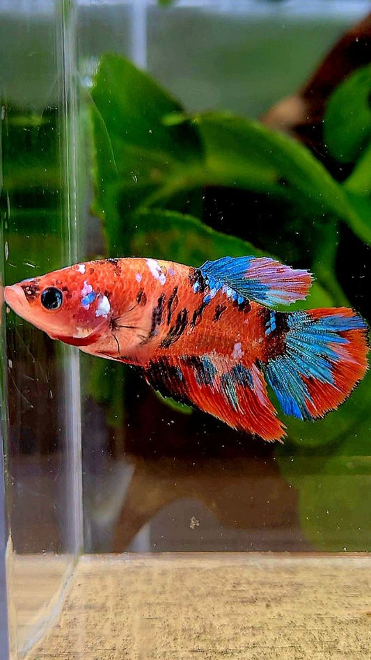 FEMALE HALFMOON ORANGE GALAXY MULTICOLOR BETTA FISH