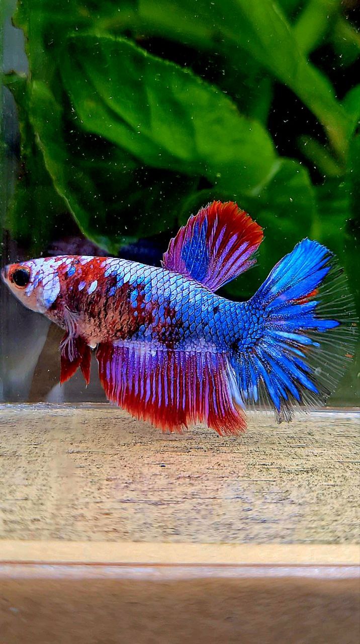 FEMALE HALFMOON PURPLE BLUE MULTICOLOR BETTA FISH