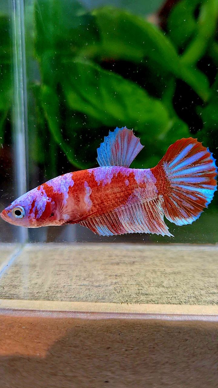 FEMALE PLAKAT BARONGSAI RED WHITE GALAXY MULTICOLOR BETTA FISH