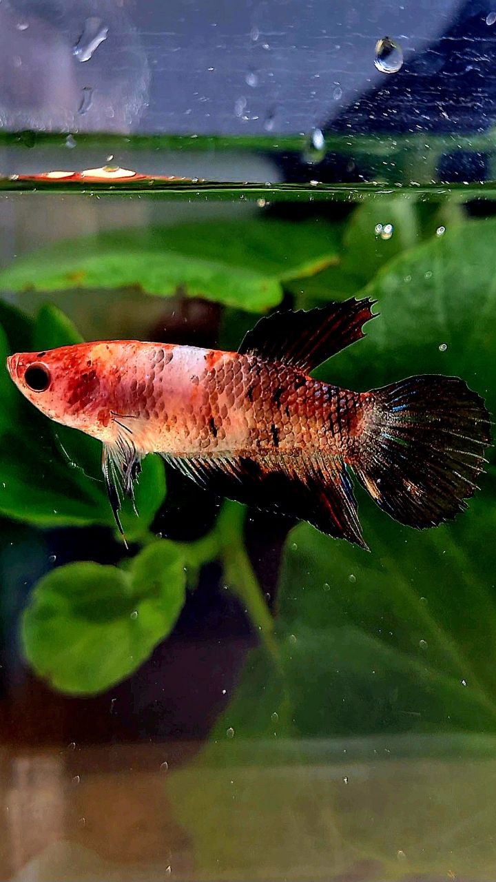 FEMALE VEILTAIL KOI BLACK MULTICOLOR BETTA FISH