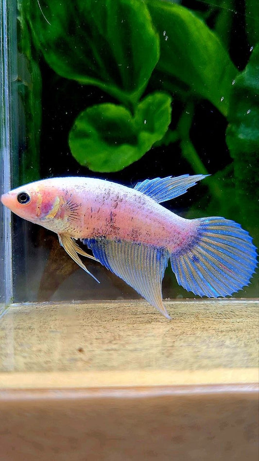 FEMALE VEILTAIL YELLOW GRIZZLE BETTA FISH