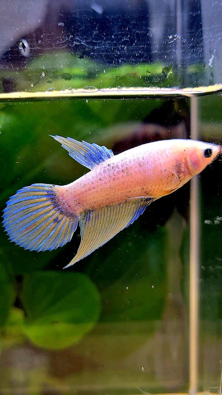 FEMALE VEILTAIL YELLOW GRIZZLE BETTA FISH