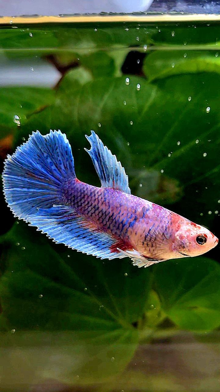 FEMALE HALFMOON DUMBO EAR BLUE MARBLE MULTICOLOR BETTA FISH