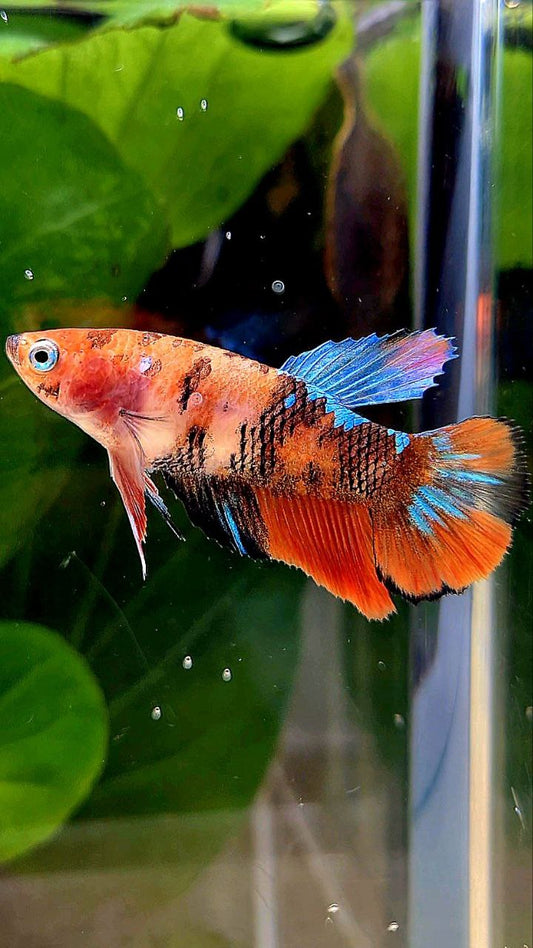 FEMALE HALFMOON ORANGE KOI GALAXY MULTICOLOR BETTA FISH