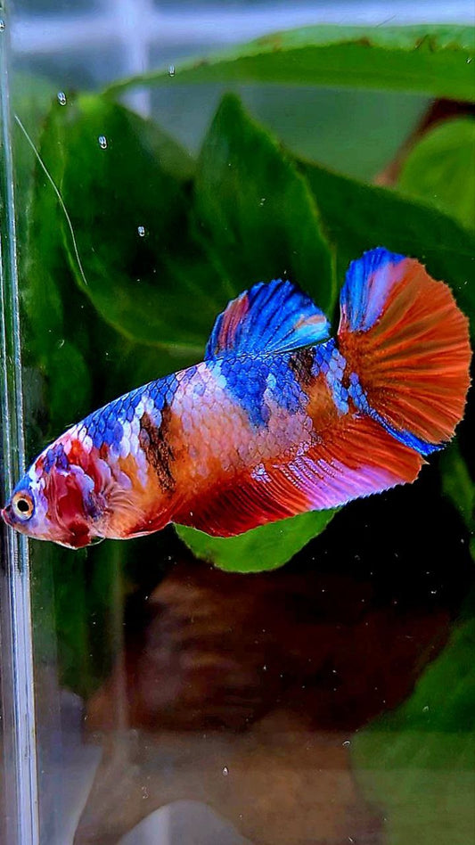 FEMALE PLAKAT ORANGE CANDY GALAXY MULTICOLOR BETTA FISH
